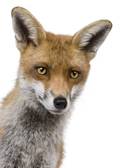 Close-up headshot of Red Fox, 1 year old, in front of white background