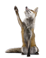 Red Fox, 1 year old, sitting looking up in front of white background