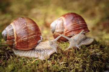 Helix pomatia also Roman snail, Burgundy snail