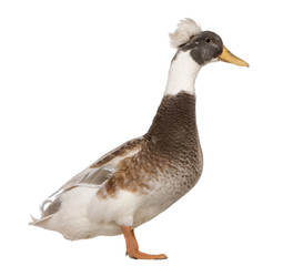 Male Crested Duck, 3 years old, standing in front of white background