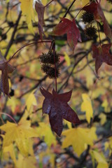 Bunte Blätter im Herbst