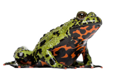 Oriental Fire-bellied Toad, Bombina orientalis, in front of white background