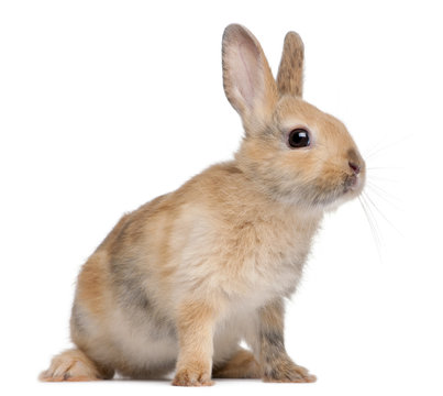 Portrait of a European Rabbit, Oryctolagus cuniculus, sitting in front of white background