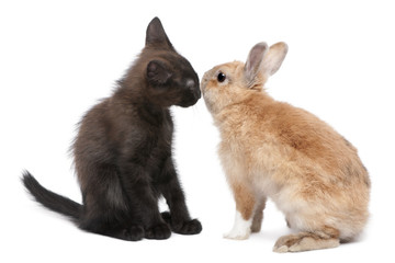 Black kitten face to face with rabbit in front of white background