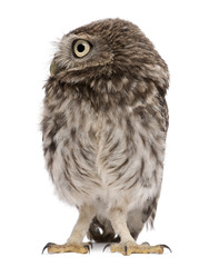 Young owl standing in front of white background