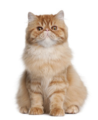Persian cat, 5 months old, sitting in front of white background