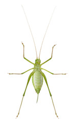 Female Speckled bush-cricket, Leptophyes punctatissima, in front of white background