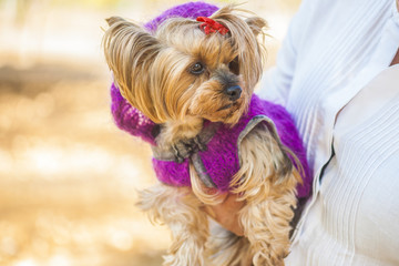 Yorkshire terrier in violet sweater