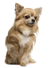 Obraz premium Chihuahua, 7 years old, sitting in front of white background