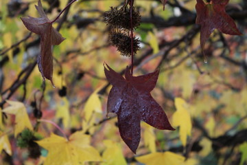Herbst, Amberbaum, bunte Bl&auml;tter