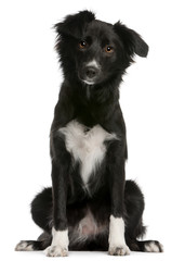 Border Collie, 8 months old, sitting in front of white background