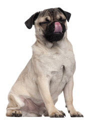 Obraz premium Pug puppy (6 months old)