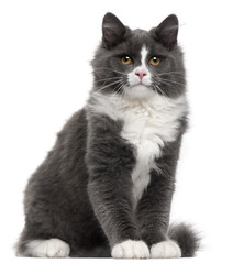 Grey and white cat, 5 months old, sitting in front of white background