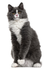 Obraz premium Grey and white cat, 5 months old, sitting in front of white background