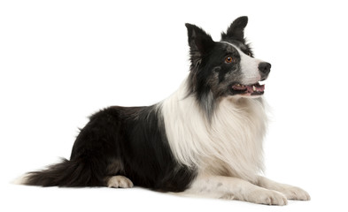 Border Collie lying in front of white background