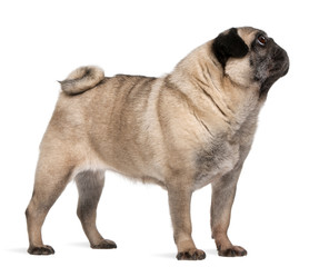 Old pug, 6 years old, standing in front of white background