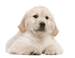 Golden Retriever puppy, 20 weeks old, lying in front of white background