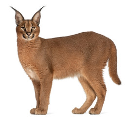 Naklejka premium Caracal, Caracal caracal, 6 months old, in front of white background