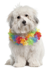 Mixed-breed (10 months old)