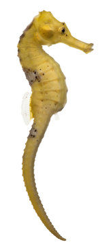 Longsnout seahorse or Slender seahorse, Hippocampus reidi yellowish, in front of white background
