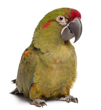Red-fronted Macaw, Ara rubrogenys, 6 months old, in front of white background