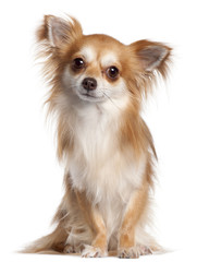 Obraz premium Chihuahua (2 years old)