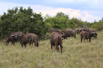 Naklejka na ściany i meble Büffel in Afrika