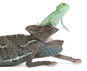 Naklejka premium Young veiled chameleon, Chamaeleo calyptratus, on the head of an older one in front of white background