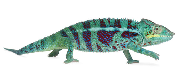 Panther Chameleon Nosy Be, Furcifer pardalis, in front of white background