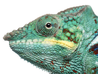 Close-up of Panther Chameleon Nosy Be, Furcifer pardalis, in front of white background