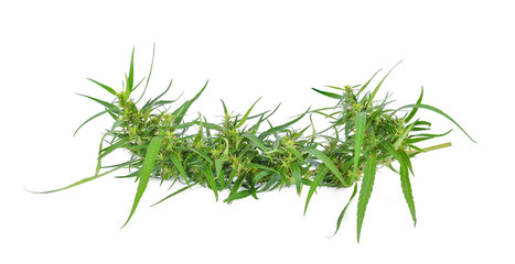hemp plant with young bud on white background
