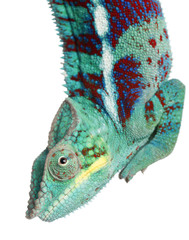Fototapeta premium Close-up of Panther Chameleon Nosy Be, Furcifer pardalis, in front of white background