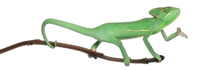 Kussenhoes Jonge gesluierde kameleon, Chamaeleo calyptratus, voor witte achtergrond © Eric Isselée