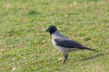 Hooded Crow (aka hoodie) - Corvus corone cornix