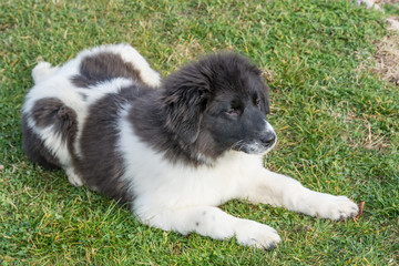 Naklejka na ściany i meble The Bulgarian Shepherd Karakachan puppy is in the park.
