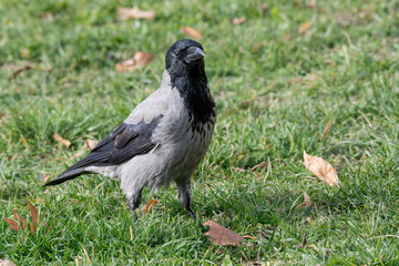 Hooded Crow (aka hoodie) - Corvus corone cornix
