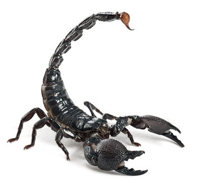 Emperor Scorpion,  Pandinus Imperator, 1 Year Old, In Front Of White Background