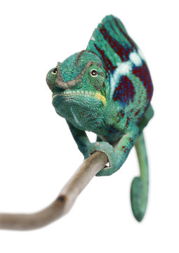 Panther Chameleon Nosy Be, Furcifer pardalis, in front of white background