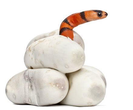 Hypomelanistic milk snake or milksnake, lampropeltis triangulum hondurensis, 1 minute old, in front of white background