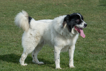 Karakachan  Mountain shepherd guardian dog . Selective focus on the dog