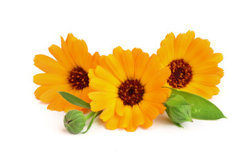 Calendula. Marigold flower with leaf isolated on white background