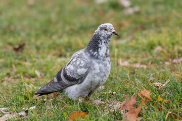 Pigeon. Dove. The large bird genus columba comprises a group of medium to large stout-bodied pigeons