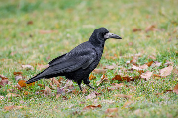 Carrion Crow (Corvus corone) standing in the meadow