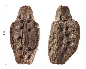 Egg of Phyllium giganteum with measurements, stick insects, phasmatodea