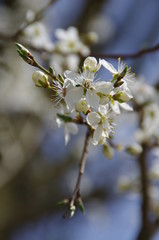 Frühling