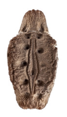 Egg of Phyllium giganteum, stick insects, phasmatodea