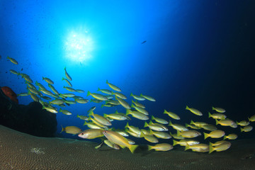 Fototapeta na wymiar School of fish: yellow Bigeye Snappers