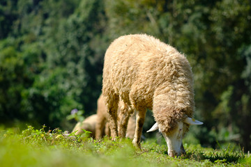 Obraz premium Sheeps in farmland eating meadow