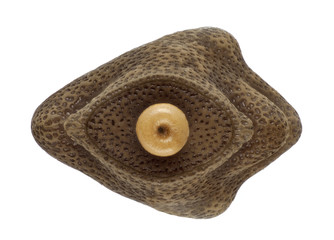 egg of stick insect - Mnesilochus latifemur