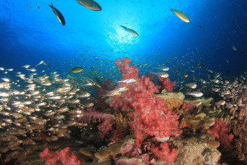 Fototapeta na wymiar Coral reef and fish underwater in ocean